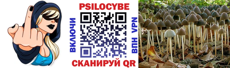 Псилоцибиновые грибы Psilocybe  Купить  Томмот 